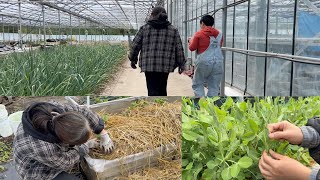 艾老师农场  见识稻草下种土豆  摘豆苗窍门 荷花池开始填土 【Garden Time 田园生活分享】 2024 5