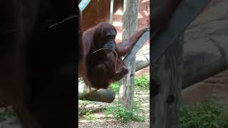 orangutan PEES IN FRONT OF CROWD #anaimalS #viral #shorts #funny