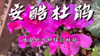 适合北方种植的杜鹃