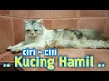 Mengenali Ciri - Ciri Kucing Hamil ~ Cara mudah mengetahui Kucing kita lagi Hamidun alias Hamil