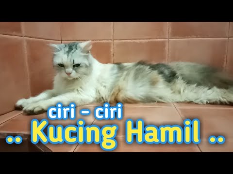 Mengenali Ciri - Ciri Kucing Hamil ~ Cara Mudah Mengetahui Kucing Kita ...