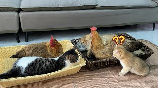 The kitten was surprised!Two hens asked the cat to sleep with them on their birt