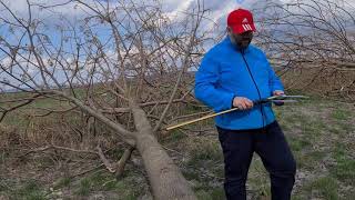 Paulownia, kiri, maturity cutting in Romania 2021