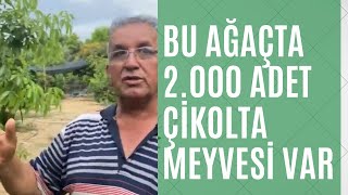 Çikolata Meyvesi - Black Sapote | 1 ağaç 2.000 adet meyve veriyor.