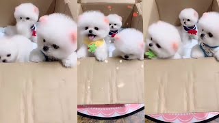 Teacup Pomeranian 🐶 Cute And Funny Dogs Videos Compilation -2021-19 # Shorts