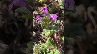 ホトケノザ （シソ科オドリコソウ属）【仏の座】 #山野草 #春の野草 #野の花 #植物図鑑 #雑草 【山川草木図譜】