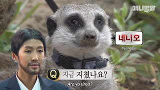 초점은 잃었지만 지치지 않는 관종의 끝판왕 미어캣 등장ㅋㅋㅣMeerkat Who Loved His Owner So Much