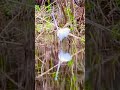 egret catches a small fish 🐟 白鷺が魚をとる shorts