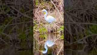 Egret catches a small fish 🐟 白鷺が魚をとる #shorts