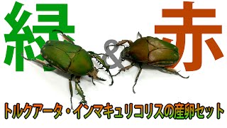 【緑\u0026赤！】トルクアータ・インマキュリコリスの産卵セット Mecynorhina torquata immaculicollis 【Part1：産卵セット編】