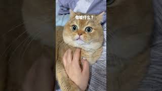 萌寵/貓貓/ 如何阻止貓咪咬人！喊就完事了！#貓 #寵物 #可愛的 #cat #shorts