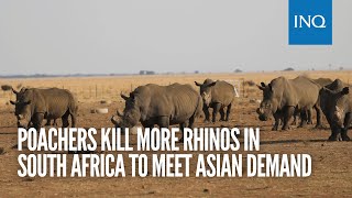 Poachers kill more rhinos in South Africa to meet Asian demand