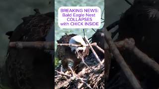 BALD EAGLE NEST COLLAPSES WITH BABY EAGLE INSIDE