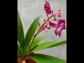 Gardening part 1 | Ground orchid planting🪴