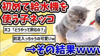 【2ch動物スレ】初めての給水機に戸惑う子猫が可愛すぎる → その結果www