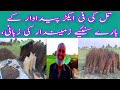 Till k Per Acr Pedawar k Bare sunye Zimedar k Zubani|تل کی فی ایکڑ پیداوار کے بارے جانیئے