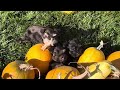 royalschnauzers toy miniature schnauzer puppies ready to go home now dog puppyvideos smalldog