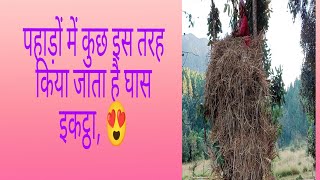 पहाड़ों में कुछ इस तरह किया जाता है घास इकट्ठा 😍#anita kharayat Pahadi Vlogger 🥰