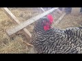 barred rock hen clucking