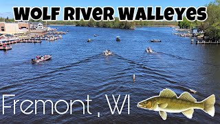 3 man limit in 1/2 hour! - Walleye on the Wolf River - Fremont, WI
