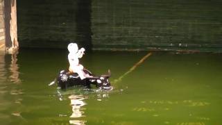 ベトナム・ハノイ　水上人形劇　2/8 Water Puppet Show Hanoi,Vietnam