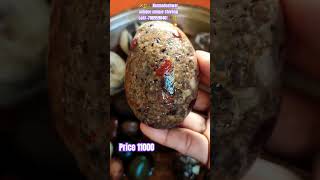 Narmadeshwar antique unique dots wala sundr shivling #mahadev #pooja #pooja #viral call/+7089598461