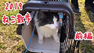 ついに外に出た？！猫の散歩してみた！前編【ノルウェージャンフォレストキャット】