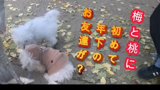 犬の学校（トイプードルの梅とビションフリーゼの桃に年下のマルプーのお友達が？）