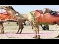 rann of kutch land of sea desert u0026 salty land gujrat india