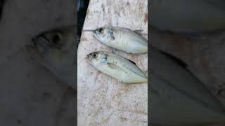 Pesca en la playa chengue