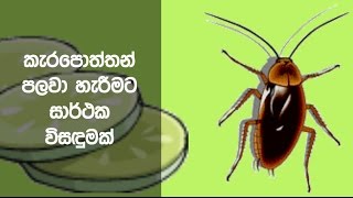 කැරපොත්තන් පලවා හැරීමට සාර්ථක විසඳුමක්