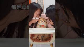 当闺蜜跟猫猫讲我的坏话……这反应？| 猫顿庄园CatAlley #shorts #cat #mukbang #meow