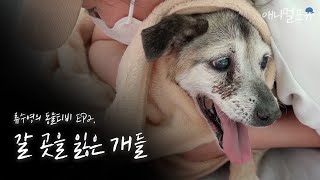 [풀버전] 144마리의 떠돌이 개들 구조 시작! 류수영의 동물티비｜EP2