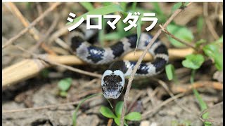 幻のヘビ？シロマダラ