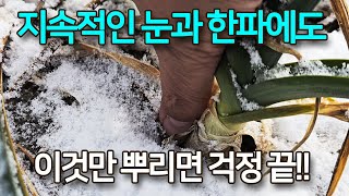 한파에 걱정이 되서 고령 마늘, 양파밭에 다녀왔습니다. 눈과 한파에도 대공도 뿌리활착도 모두 건강하게 자라 올해 수확이 기대됩니다. 역시 토생