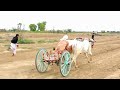 Bull Race New In Punjab | Bull Race 2023  \ Atish Bail & Ghora Bail