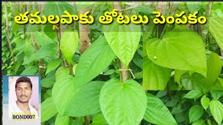 తమలపాకు తోటలు పెంపకం | betel leaf cultivation in telugu | old is gold