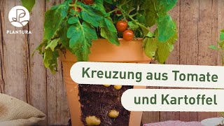 Tomoffel: Kreuzung Tomate und Kartoffel pflanzen