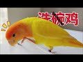 洗碗机新定义：洗碗之前先洗鸡！!【Sun苏暖】