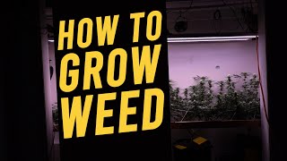 HOW TO GROW CLOSET WEED: Veg & Flower (Part 3 of 4 )