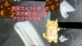 防犯カメラに映った一反木綿の短いの❓プラズマ生命体❓スカイフィッシュ❓