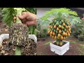 How to grow down super dwarf papaya trees in pots