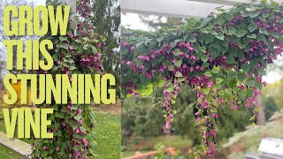 How to grow purple bell vine