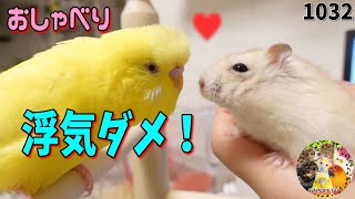 おしゃべりセキセイインコ「浮気ダメ！」とハムスターに怒る！おもしろ可愛い動物動画1032 talking budgie Budgerigar vlog