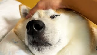 Petted Shibe (slow motion)