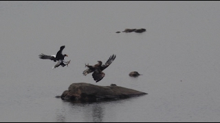 참수리_흰꼬리수리의 치열한 먹이다툼_Fighting food of Steller's Sea-Eagle and White tailed Sea Eagle_#video