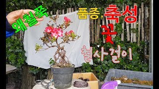 왜철쭉분재품종 축성,입니다.꽃과 철사걸이 입니다.