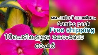 10 കളർ ചൈനീസ് ബാൽസം ചെടി കൊറിയർചാർജ്ജ് ഇല്ലത്തെ കേരളത്തിൽ എവിടെയും അയച്ചുതരുന്നതാണ് .#chinesebalsam