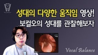 [보컬밸런스] 성대의 다양한 움직임 영상! 보컬오의 성대를 관찰해보자