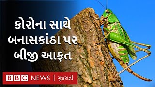 Locust Attack: Banaskantha માં ફરી તીડનો હુમલો, લાખોની સંખ્યામાં તીડ આવ્યાં